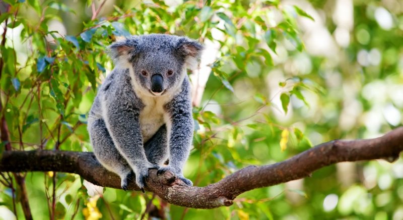 Levně do Austrálie. Letenky do Melbourne za 15990 Kč s odletem z Mnichova