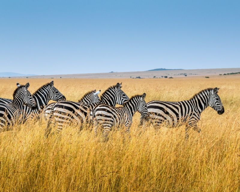 Safari v Keni s velkým kufrem! Letenky do Nairobi od 10390 Kč s odletem z Prahy